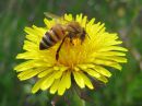 Apis_mellifera_tarhamehilainen_IMG_7826.jpg