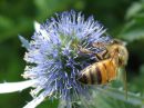 Apis_mellifera_tarhamehilainen_IMG_7841.jpg