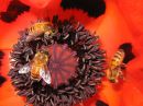 Tiedostonimi=Apis_mellifera_tarhamehilainen_IMG_8059.jpg
Tiedostokoko=82kt
Koko=600x450
Lisätty=08.04.2015 Apis_mellifera_tarhamehilainen_IMG_8059.jpg