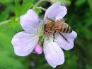 Apis_mellifera_tarhamehilainen_IMG_9588.jpg