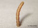 Tiedostonimi=Aplocera_praeformata_iso-okamittari_16_3_2015_2.jpg
Tiedostokoko=18kt
Koko=600x450
Lisätty=30.03.2015 Aplocera_praeformata_iso-okamittari_16_3_2015_2.jpg