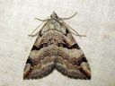 Aplocera_praeformata_iso-okamittari_IMG_6340.JPG