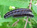 Aporia_crataegi_larva_pihlajaperhonen_toukka_IMG_0087.JPG