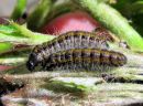 Aporia_crataegi_larva_pihlajaperhonen_toukka_IMG_4587.JPG