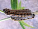 Aporia_crataegi_larva_pihlajaperhonen_toukka_IMG_5476.JPG