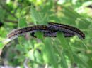 Aporia_crataegi_larva_pihlajaperhonen_toukka_IMG_5956.JPG