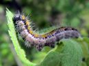 Aporia_crataegi_larva_pihlajaperhonen_toukka_IMG_5993.JPG