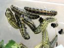 Aporia_crataegi_larva_pihlajaperhonen_toukka_IMG_6006.JPG