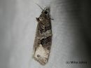 Tiedostonimi=Apotomis_infida__pusikkosilmukaariainen_7_6_2016.JPG
Tiedostokoko=32kt
Koko=600x450
Lisätty=08.09.2016 Apotomis_infida__pusikkosilmukaariainen_7_6_2016.JPG