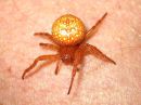 Araneus_alsine_punaristikki_IMG_0309.JPG