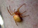 Araneus_alsine_punaristikki_IMG_0310.JPG