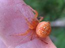 Araneus_alsine_punaristikki_IMG_0314.JPG