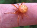 Araneus_alsine_punaristikki_IMG_0317.JPG