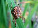 Araneus_diadematus_aitoristikki_IMG_0178.JPG