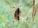 Araneus_diadematus_aitoristikki_IMG_1845.JPG