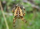 Araneus_diadematus_aitoristikki_IMG_1847.JPG