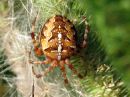 Araneus_diadematus_aitoristikki_IMG_2328.JPG