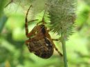 Araneus_diadematus_aitoristikki_IMG_2331.JPG