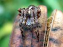 Araneus_diadematus_aitoristikki_IMG_3144.JPG