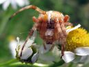 Araneus_diadematus_aitoristikki_IMG_3678.JPG