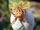 Araneus_diadematus_aitoristikki_IMG_4188.JPG