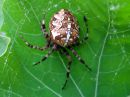 Araneus_diadematus_aitoristikki_IMG_4709.JPG