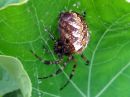 Araneus_diadematus_aitoristikki_IMG_4710.JPG