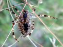 Araneus_diadematus_aitoristikki_IMG_4792.JPG