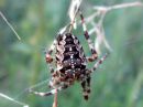 Araneus_diadematus_aitoristikki_IMG_4796.JPG