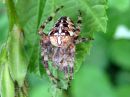 Araneus_diadematus_aitoristikki_IMG_8774.JPG