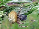 Araneus_marmoreus_marmoristikki_IMG_0541.JPG