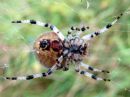 Araneus_marmoreus_marmoristikki_IMG_0545.JPG