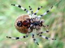 Araneus_marmoreus_marmoristikki_IMG_0547.JPG