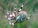 Araneus_marmoreus_marmoristikki_IMG_0549.JPG