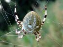 Araneus_marmoreus_marmoristikki_IMG_0551.JPG