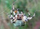 Araneus_marmoreus_marmoristikki_IMG_0553.JPG