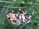 Araneus_marmoreus_marmoristikki_IMG_0554.JPG