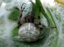 Araneus_marmoreus_marmoristikki_IMG_2062.JPG