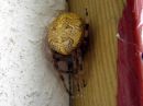 Araneus_marmoreus_marmoristikki_IMG_2670.JPG