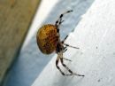 Araneus_marmoreus_marmoristikki_IMG_2674.JPG