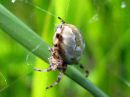 Araneus_marmoreus_marmoristikki_IMG_3102.JPG