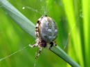 Araneus_marmoreus_marmoristikki_IMG_3105.JPG