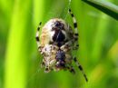 Araneus_marmoreus_marmoristikki_IMG_3107.JPG