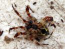 Araneus_marmoreus_marmoristikki_IMG_6658.JPG