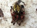 Araneus_marmoreus_marmoristikki_IMG_6659.JPG