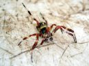 Araneus_marmoreus_marmoristikki_IMG_6664.JPG