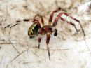 Araneus_marmoreus_marmoristikki_IMG_6666.JPG