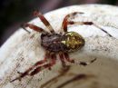 Araneus_marmoreus_marmoristikki_IMG_6679.JPG