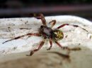 Araneus_marmoreus_marmoristikki_IMG_6682.JPG