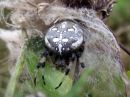 Araneus_marmoreus_marmoristikki_IMG_7230.JPG